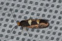 Incurvaria masculella