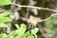 Adela reaumurella