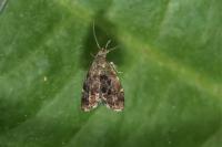Anthophila fabriciana