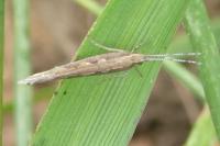 Plutella xylostella