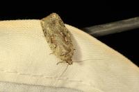 Agonopterix ocellana