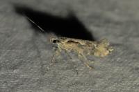 Rhigognostis incarnatella