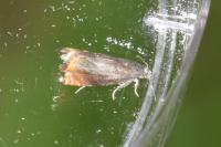 Pammene rhediella