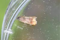 Pammene rhediella