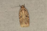 Agonopterix arenella