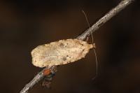 Agonopterix arenella