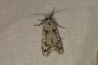 Diurnea fagella