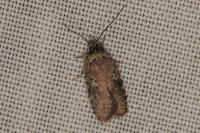 Agonopterix purpurea