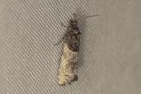 Phaneta pauperana