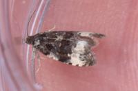 Endothenia gr. gentianaeana