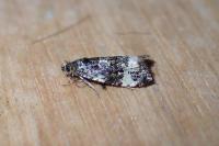 Endothenia