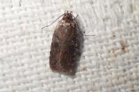 Agonopterix purpurea