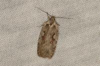 Agonopterix ocellana