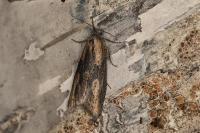 Doloploca punctulana