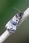 Hysterophora maculosana