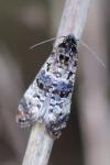 Hysterophora maculosana