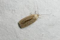 Agonopterix pallorella