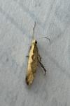 Plutella xylostella