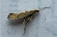 Plutella xylostella