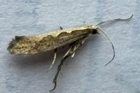 Plutella xylostella