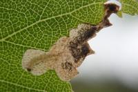 Eriocrania semipurpurella