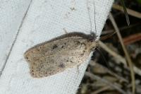Agonopterix scopariella