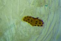 Agonopterix scopariella