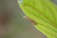 Phyllonorycter quercifoliella