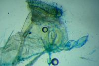 Agonopterix scopariella
