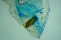 Agonopterix scopariella