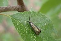 Adela reaumurella
