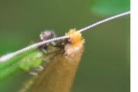 Nematopogon adansoniella