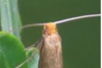 Nematopogon adansoniella