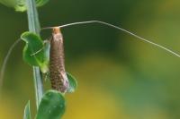 Nematopogon adansoniella