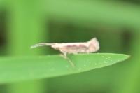Plutella xylostella