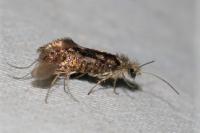 Dyseriocrania subpurpurella