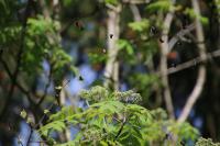 Adela reaumurella