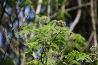 Adela reaumurella