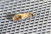 Dyseriocrania subpurpurella