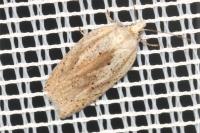 Acleris rufana