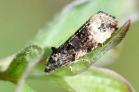 Endothenia gr. gentianaeana