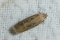 Platyedra subcinerea