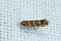 Cameraria ohridella