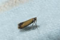 Coptotriche marginea