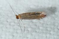 Phyllonorycter messaniella