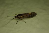 Esperia sulphurella