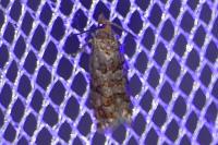 Gravitarmata margarotana