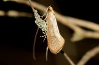 Nematopogon