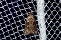 Cnephasia