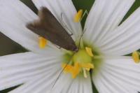 Coleophora lutarea